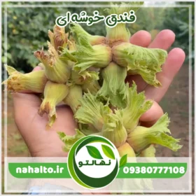 خرید نهال فندق خوشه ای