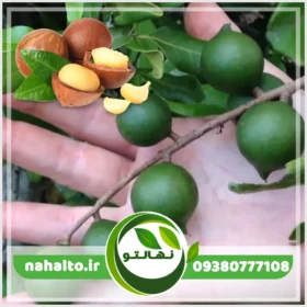 خرید نهال فندق ماکادمیا