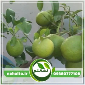 خرید نهال لیموترش خوشه ای
