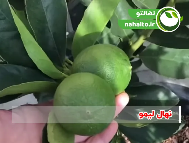 خرید نهال لیمو