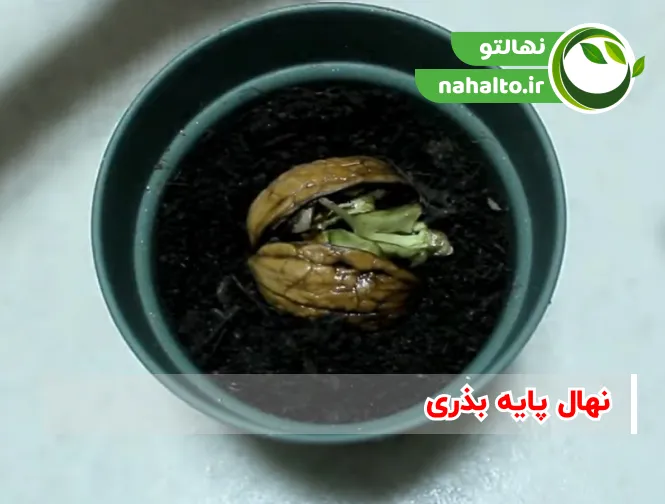 نهال پایه بذری