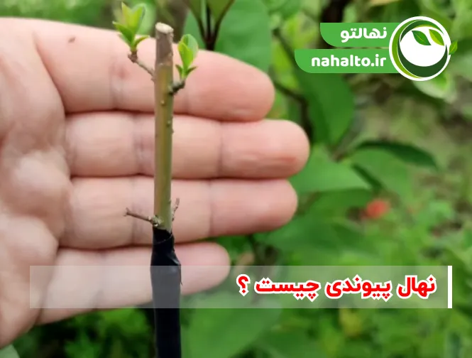 نهال پیوندی چیست ؟ معرفی نهال پیوندی و روش های انجام آن