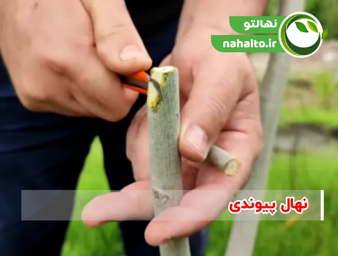 نهال پیوند شده