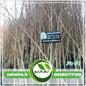خرید نهال چنار اصلاح شده