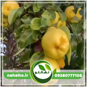 خرید نهال گلابی بیروتی پیوندی