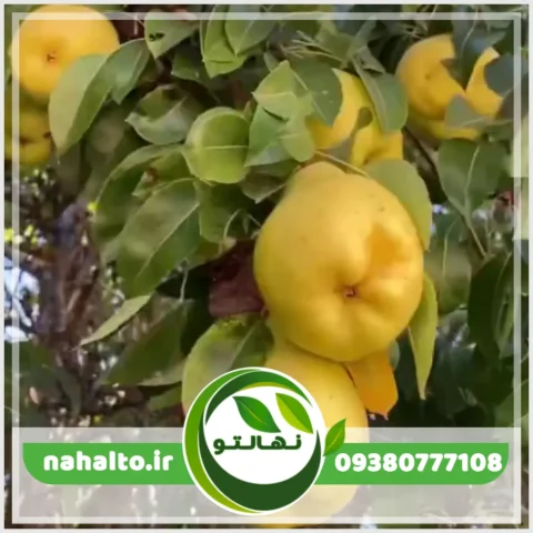 خرید نهال گلابی بیروتی پیوندی