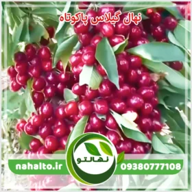 خرید نهال گیلاس پاکوتاه خوشه ای