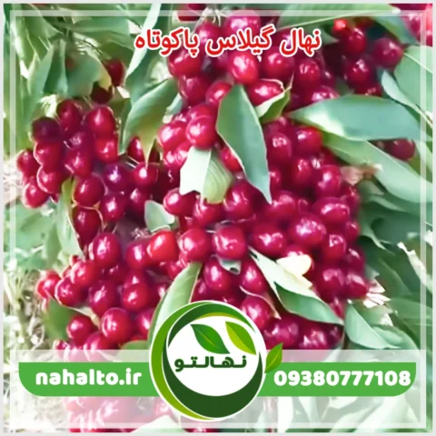 خرید نهال گیلاس پاکوتاه خوشه ای