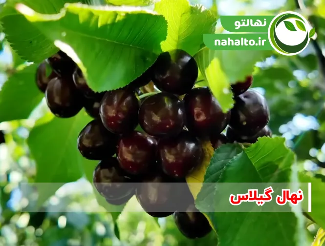 خرید نهال گیلاس