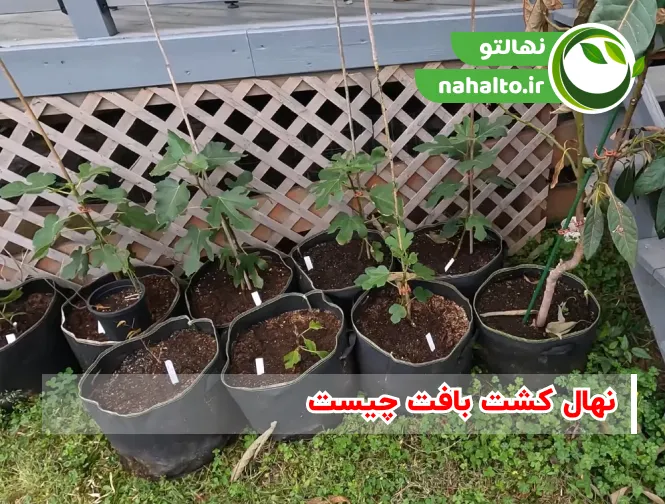 نهال کشت بافت چیست ؟ خرید انواع ارقام نهال کشت بافت