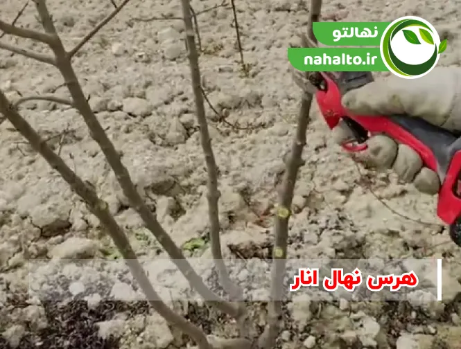 هرس نهال انار