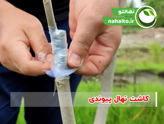 کاشت نهال پیوندی