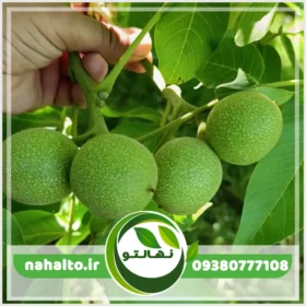 خرید نهال گردو اسرائیلی