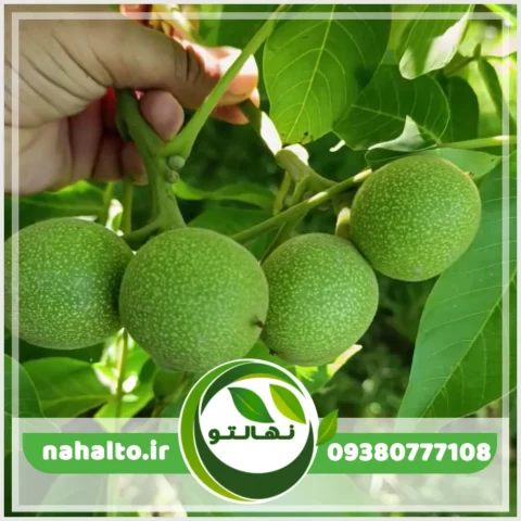 خرید نهال گردو اسرائیلی