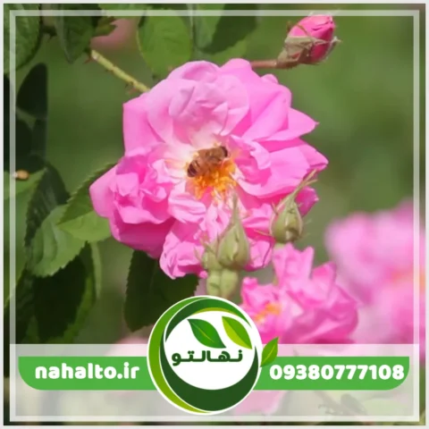 خرید نهال گل محمد بی خار