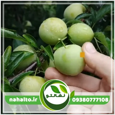 خرید نهال گوجه سبز زودرس