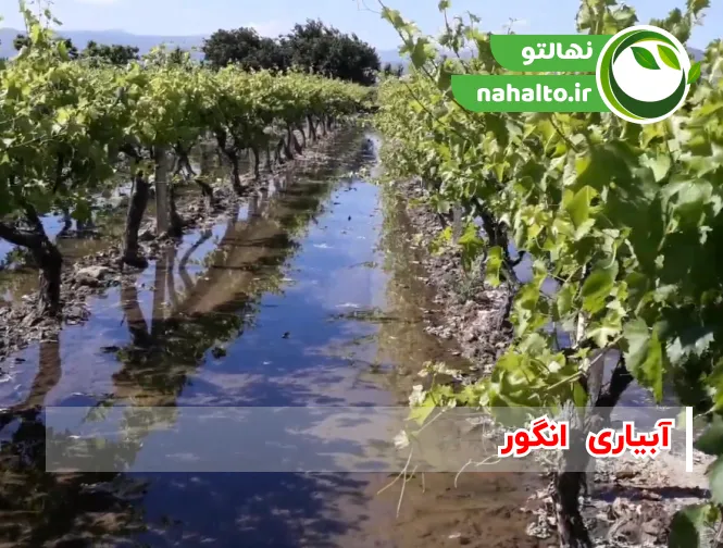 برنامه کامل آبیاری باغ و نهال انگور