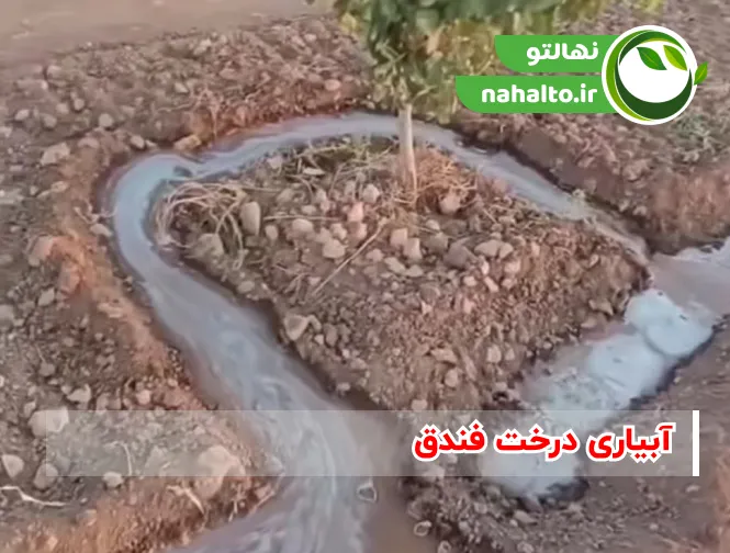 آبیاری درخت فندق