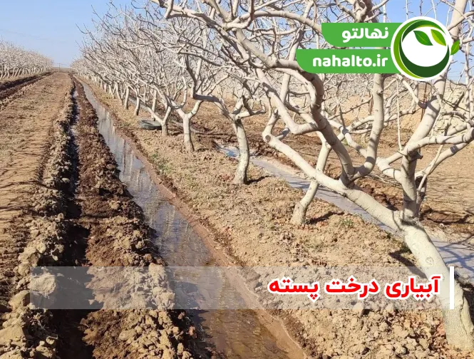 آبیاری درخت پسته چگونه است؟ از کاشت نهال تا درخت 10 ساله