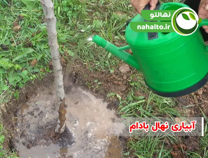 آبیاری درخت بادام