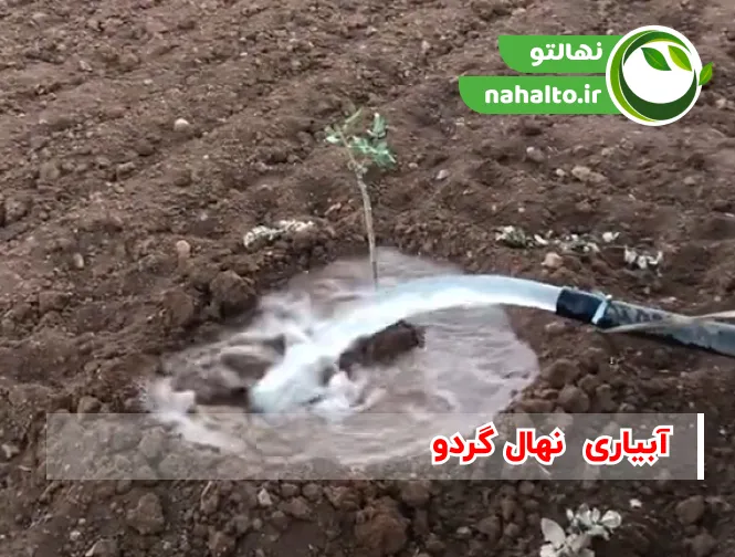 روش های آبیاری گردو