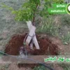 نهال گیلاس را چند روز یکبار آبیاری کنیم؟ | برنامه کامل آبیاری