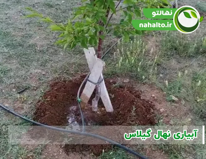 نهال گیلاس را چند روز یکبار آبیاری کنیم؟ | برنامه کامل آبیاری