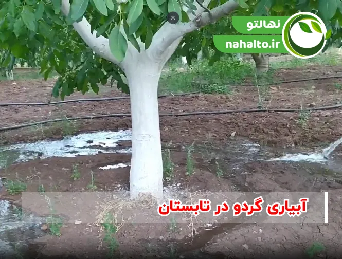 آبیاری گردو بر اساس فصل