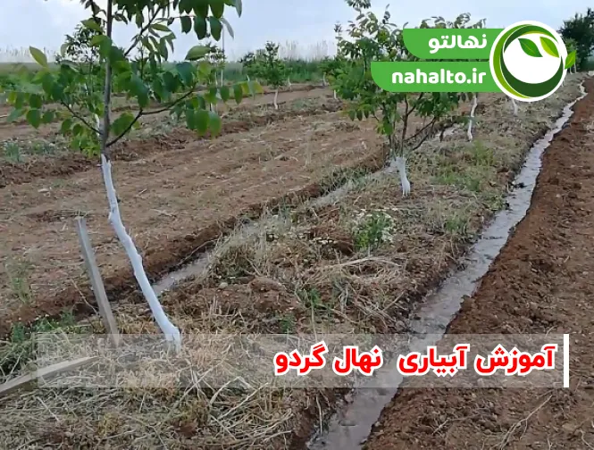آبیاری نهال گردو از کاشت تا باردهی (برنامه اصولی آبیاری گردو)
