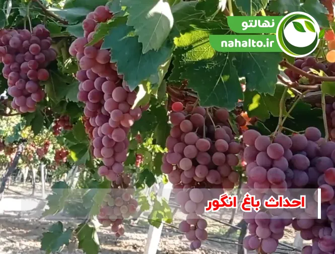 احداث باغ انگور | از انتخاب نهال تا کاشت، تغذیه و نگهداری اصولی