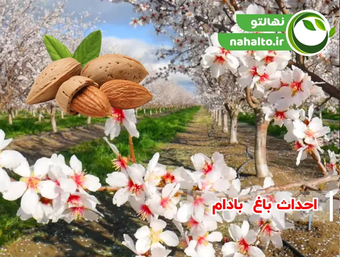 احداث باغ بادام | صفر تا صد کاشت، کوددهی، هرس و آفات