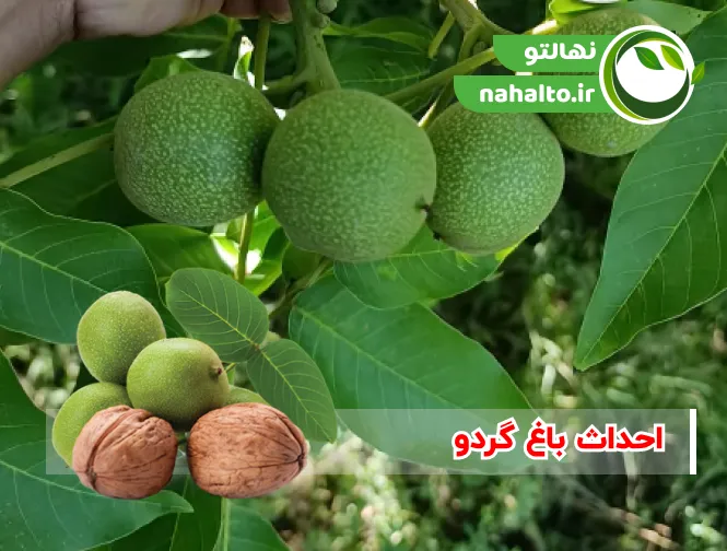 صفر تا صد احداث باغ گردو مدرن | از کاشت تا برداشت گردو کامل