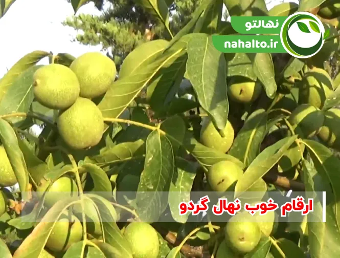 ارقام خوب نهال گردو