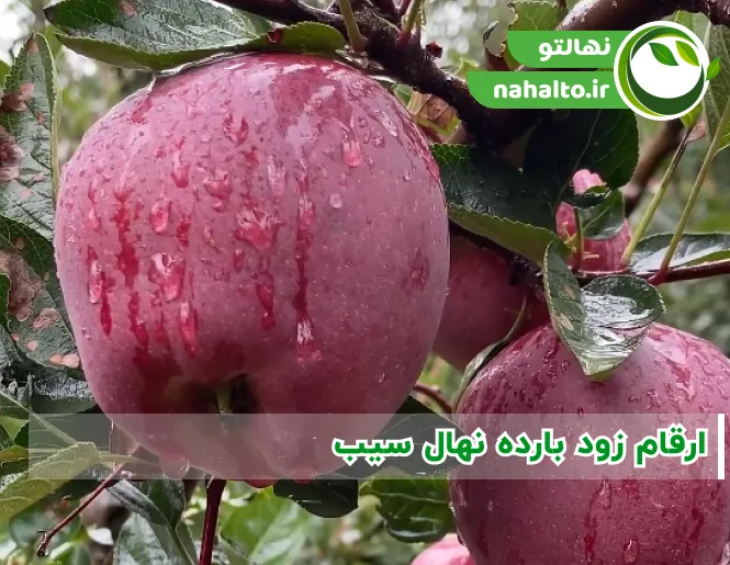 ارقام نهال سیب و زمان باردهی آنها