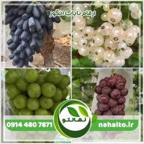 ارقام نایاب انگور