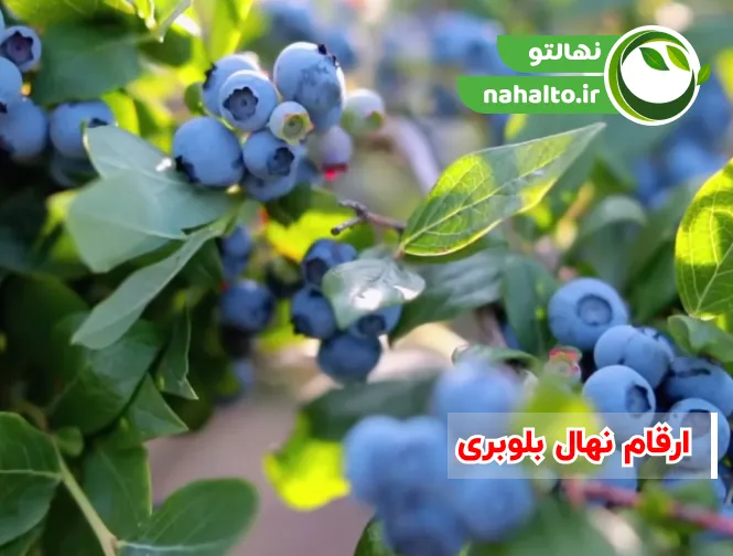 ارقام نهال بلوبری