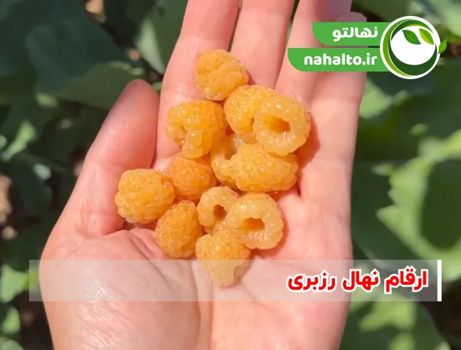 ارقام نهال رزبری