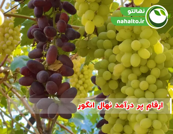 ارقام پر درآمد نهال انگور
