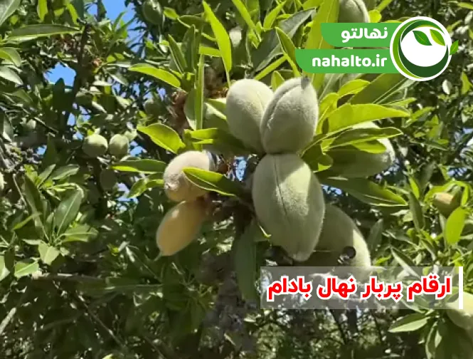 ارقام پربار نهال بادام