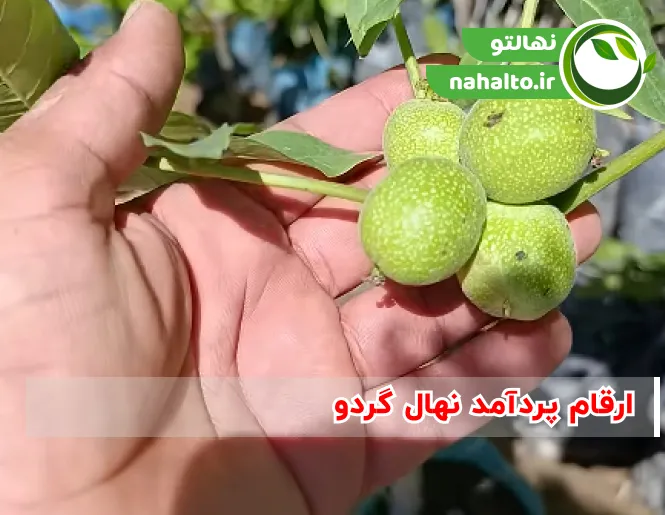 ارقام پر بار نهال گردو
