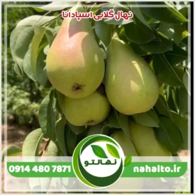خرید نهال گلابی اسپادانا
