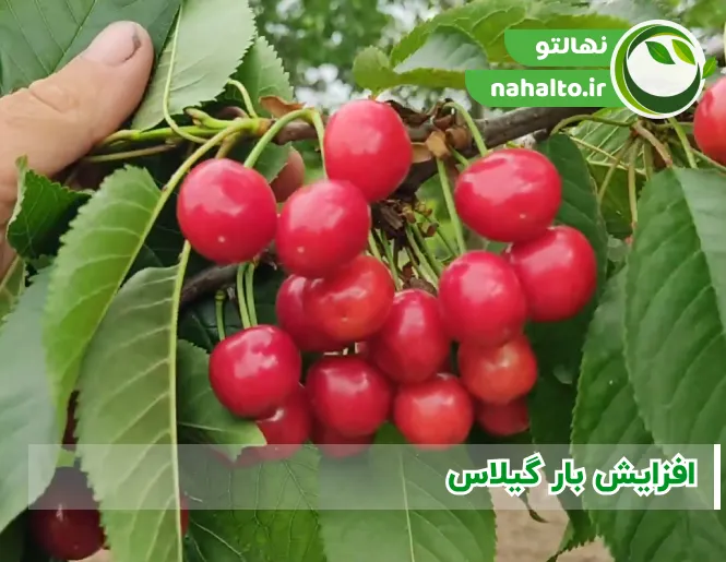 افزایش بار گیلاس