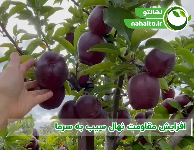 افزایش مقاومت نهال سیب به سرما