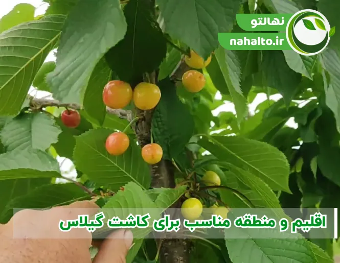 اقلیم و منطقه مناسب برای کاشت گیلاس