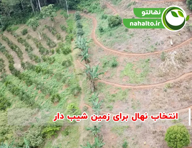 انتخاب نهال برای زمین شیب دار