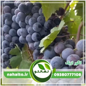 خرید نهال انگور ازبک