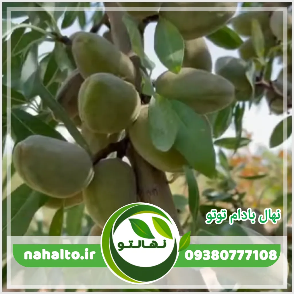 خرید نهال بادام تونو