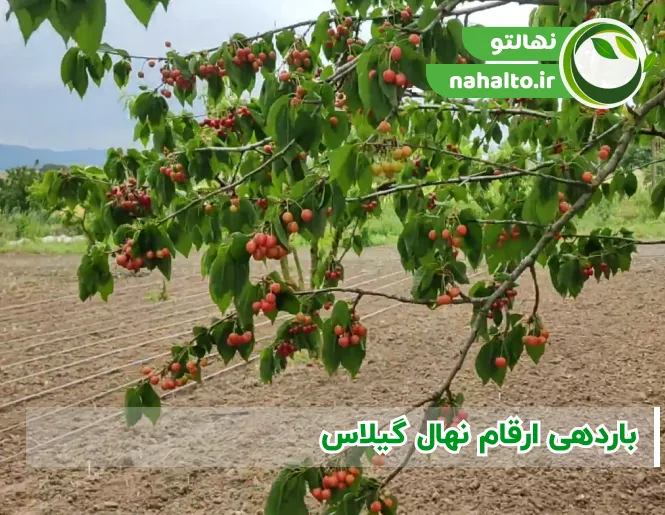 باردهی ارقام نهال گیلاس