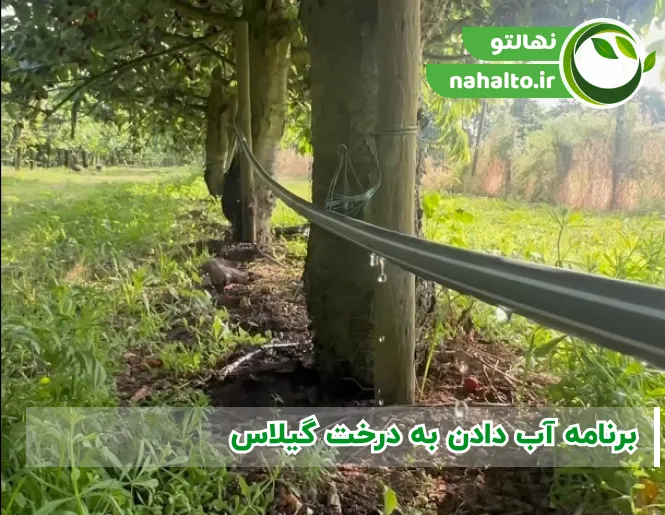 برنامه آب دادن به درخت گیلاس