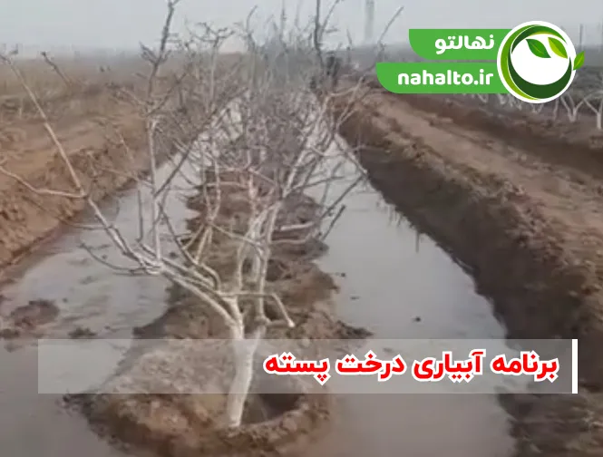 برنامه آبیاری درخت پسته